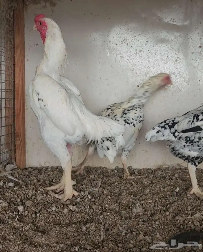 طقم كوشامو قزم 1