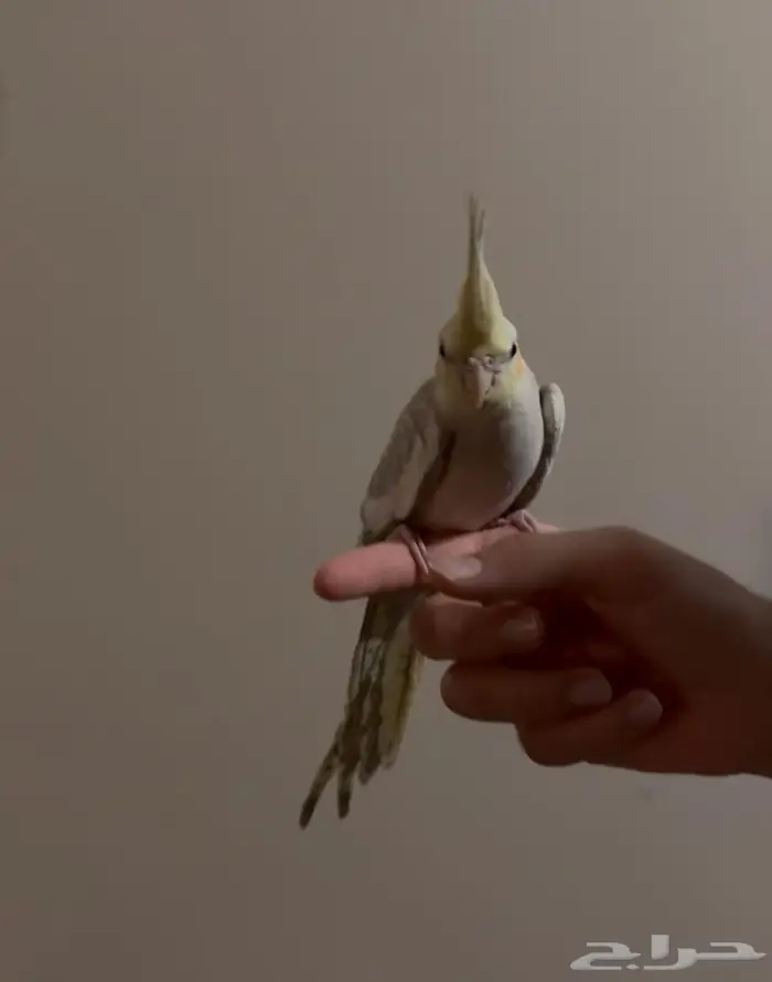 كروان للبيع 2