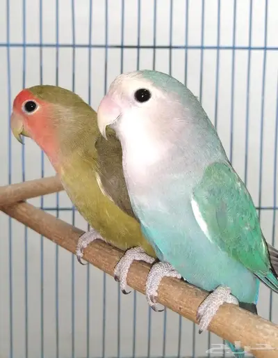 للبيع طيور روز جوز 0