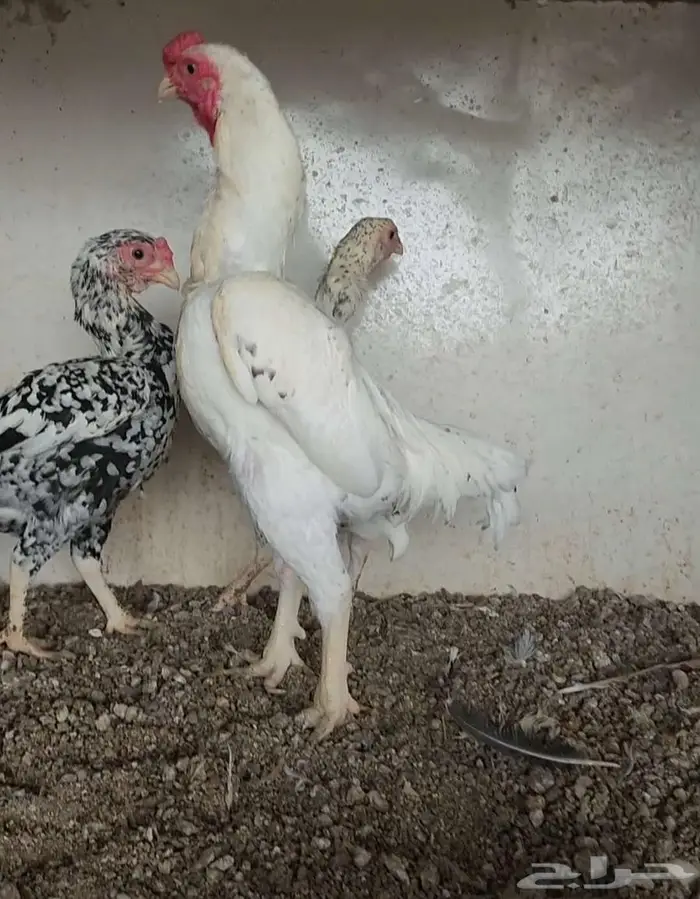 طقم كوشامو قزم 0