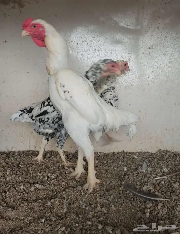 طقم كوشامو قزم 3