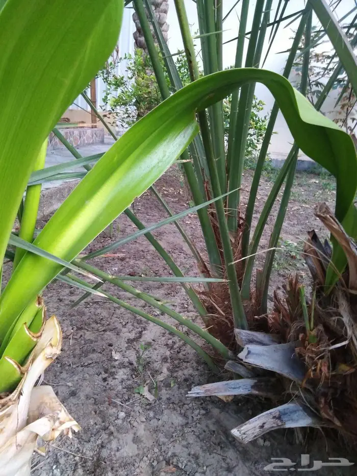 فسيلة هلالي العدد 2 السعر 350 للحبة 0