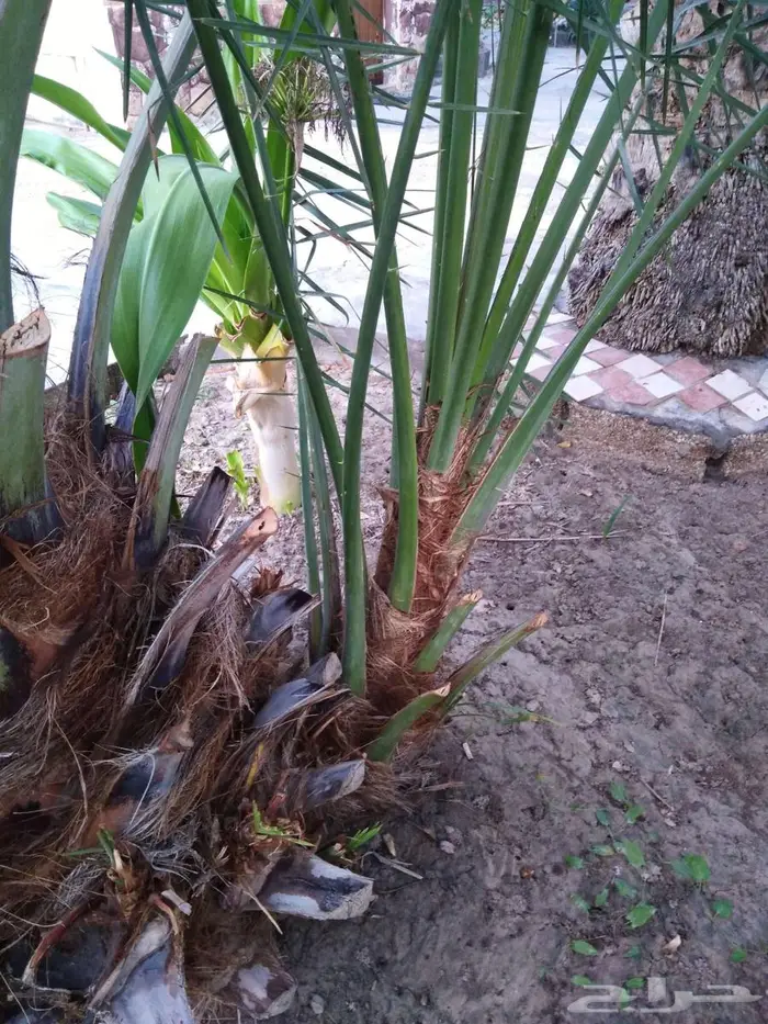 فسيلة هلالي العدد 2 السعر 350 للحبة 1