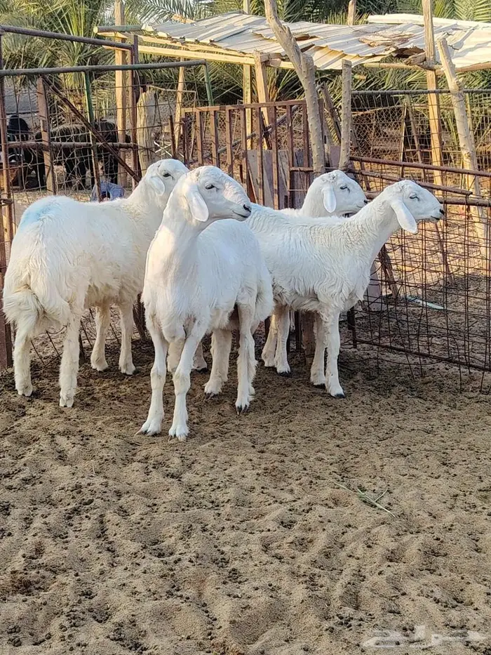 خرفان للبيع 1