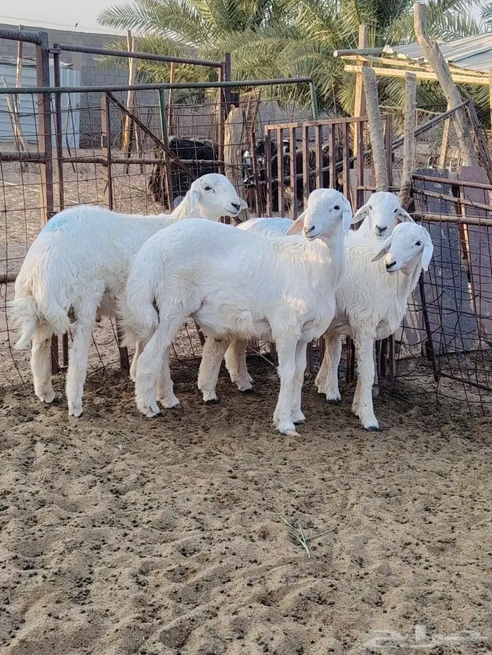 خرفان للبيع 0