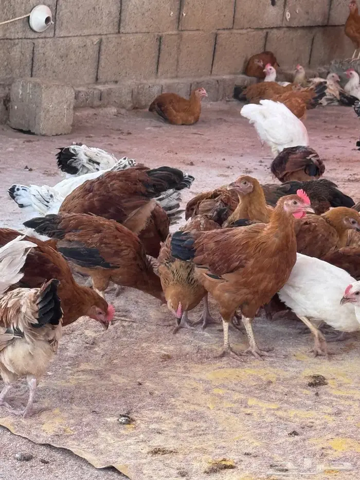 دجاج كولمبي وفرنسي 5