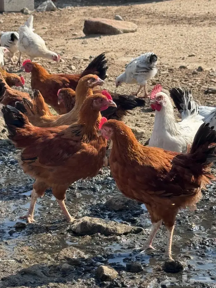 دجاج كولمبي وفرنسي 2