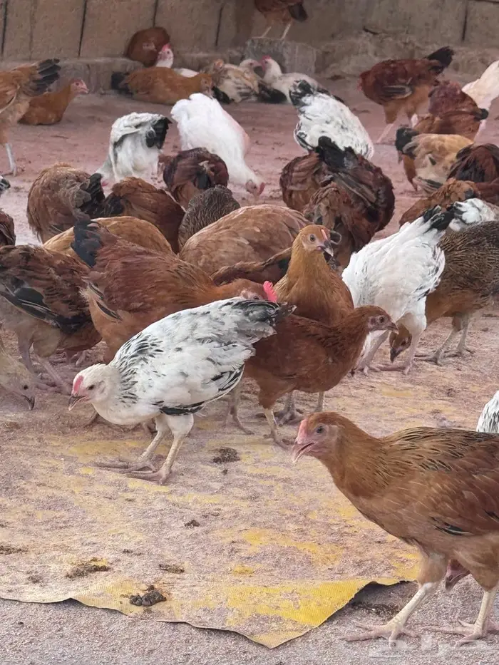 دجاج كولمبي وفرنسي 4