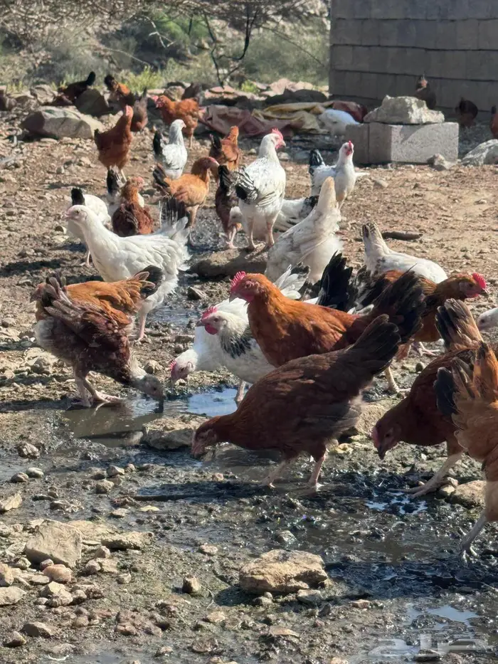 دجاج كولمبي وفرنسي 1