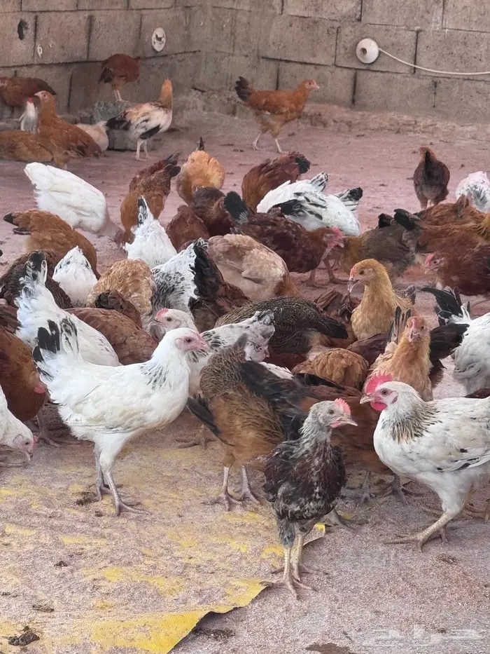 دجاج كولمبي وفرنسي 6