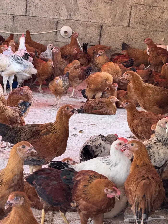 دجاج كولمبي وفرنسي 3