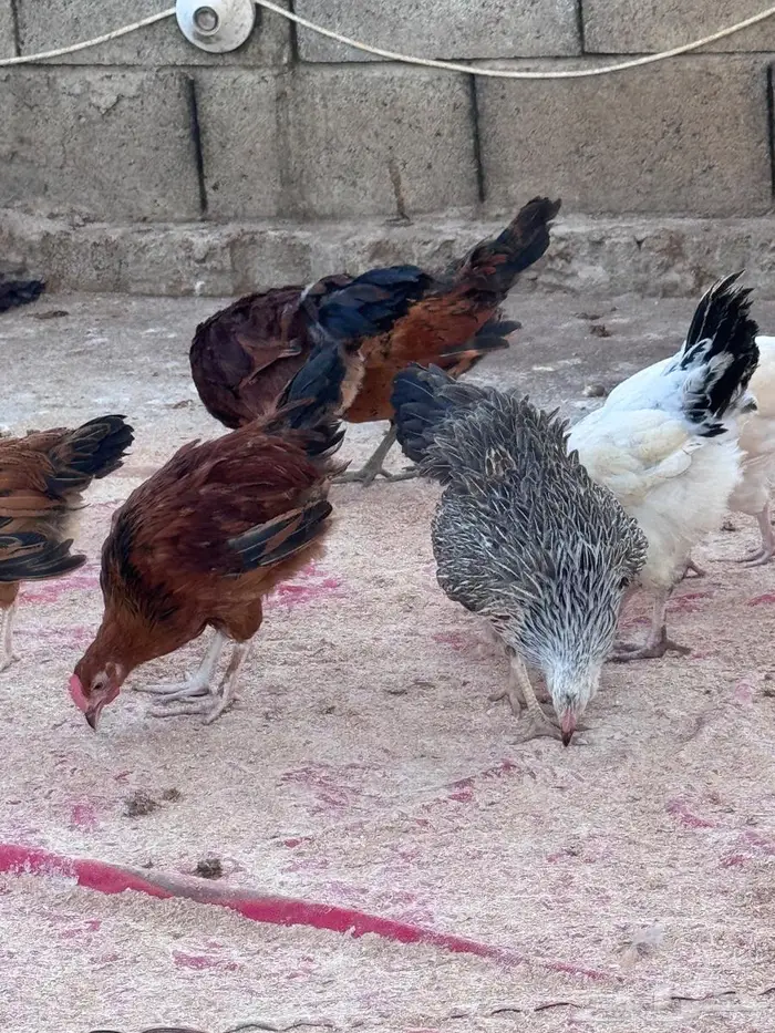 دجاج كولمبي وفرنسي 9