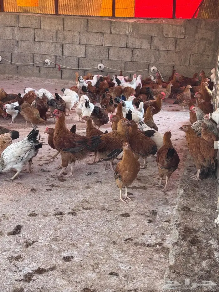 دجاج كولمبي وفرنسي 10