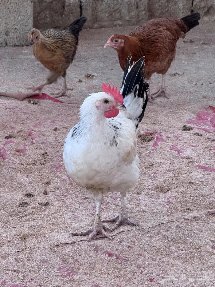 دجاج كولمبي وفرنسي 12