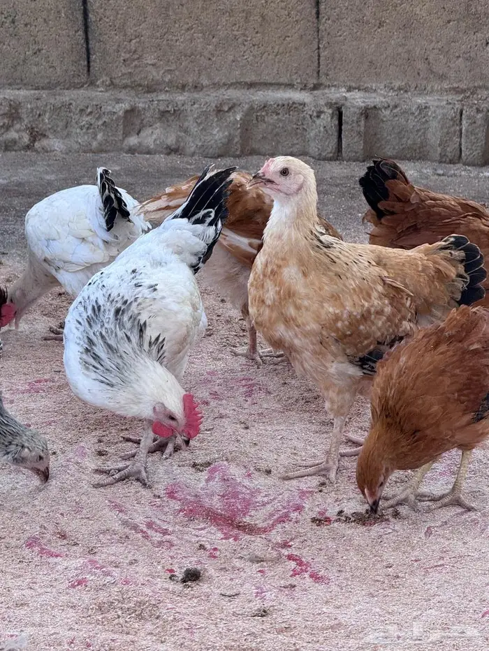 دجاج كولمبي وفرنسي 11
