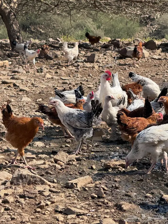 دجاج كولمبي وفرنسي 7