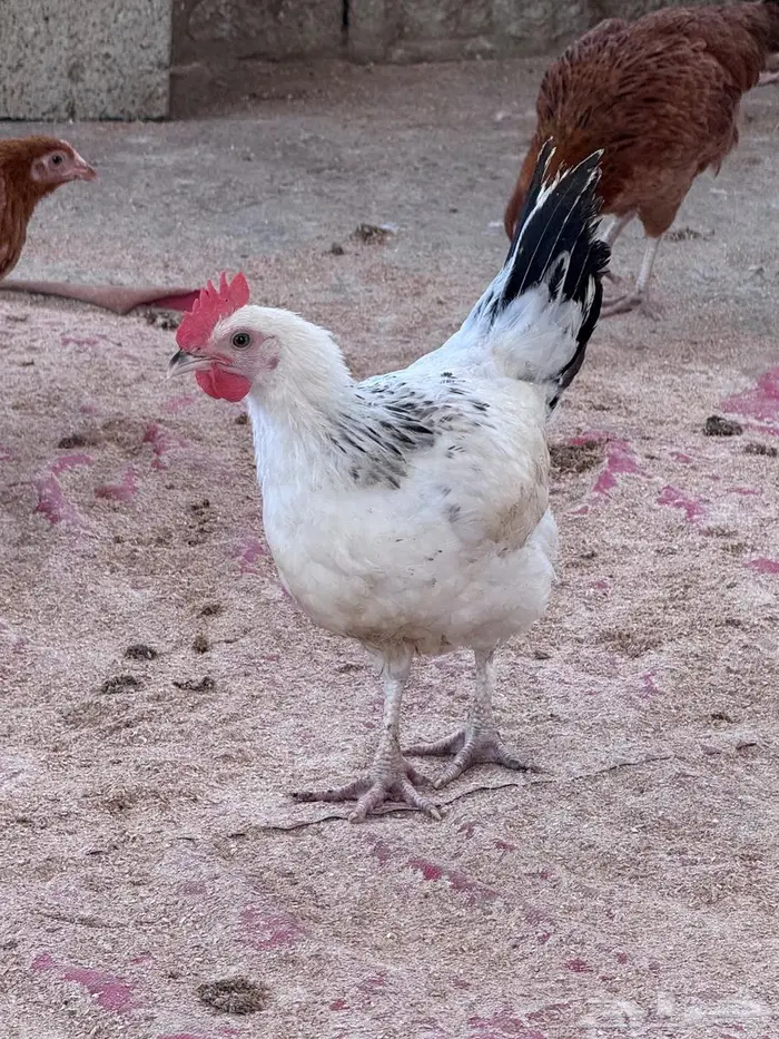 دجاج كولمبي وفرنسي 13