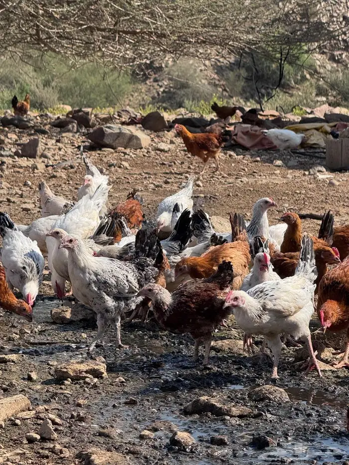 دجاج كولمبي وفرنسي 14