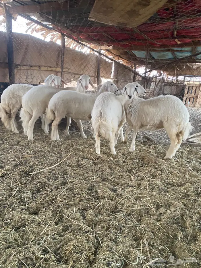 طلي و4 رخال للبيع 0