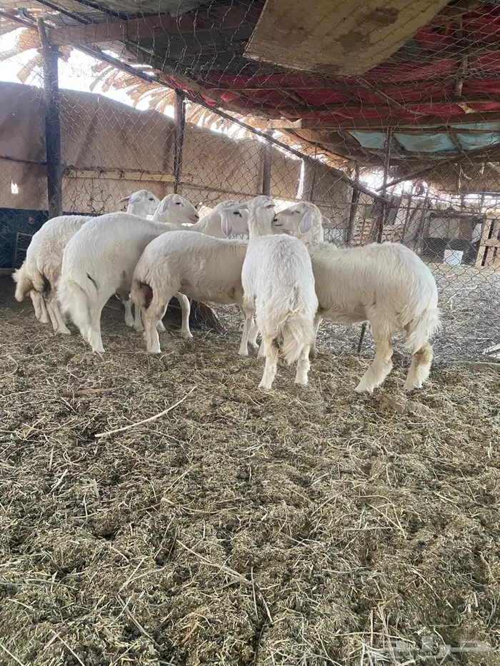 طلي و4 رخال للبيع 1