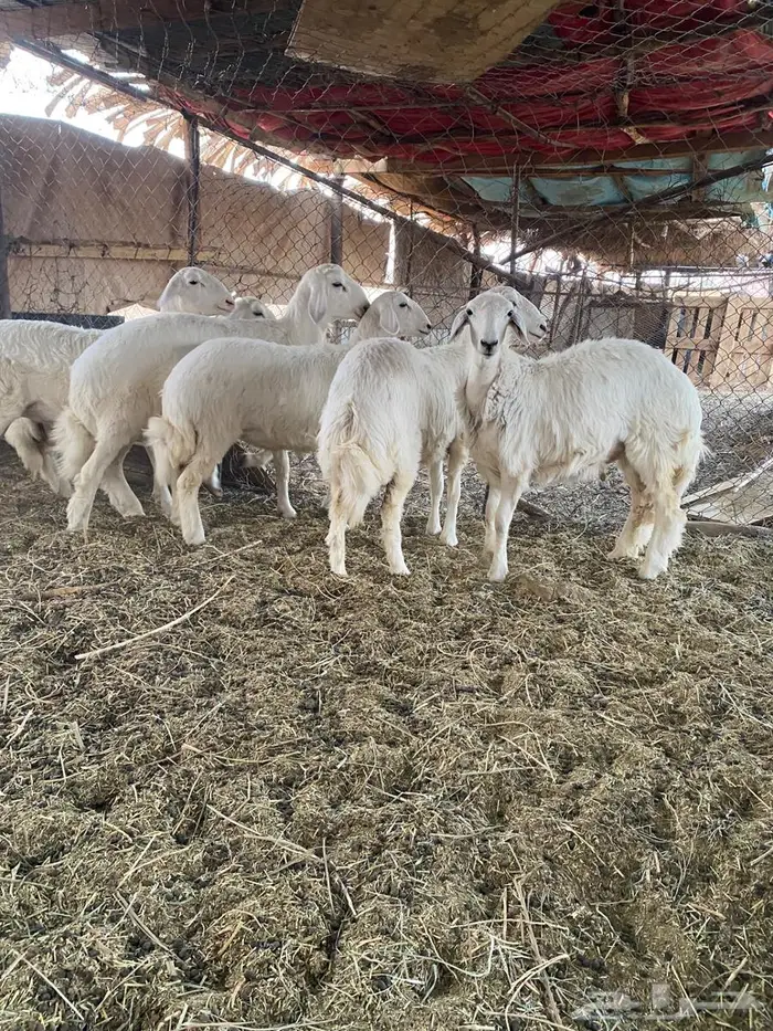 طلي و4 رخال للبيع 3