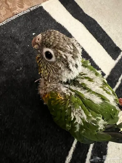 فرخ كنيور للبيع في الرس 0