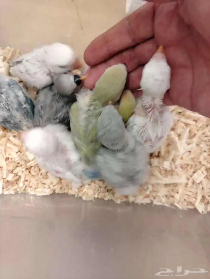 فروخ روز العدد مفتوح 1