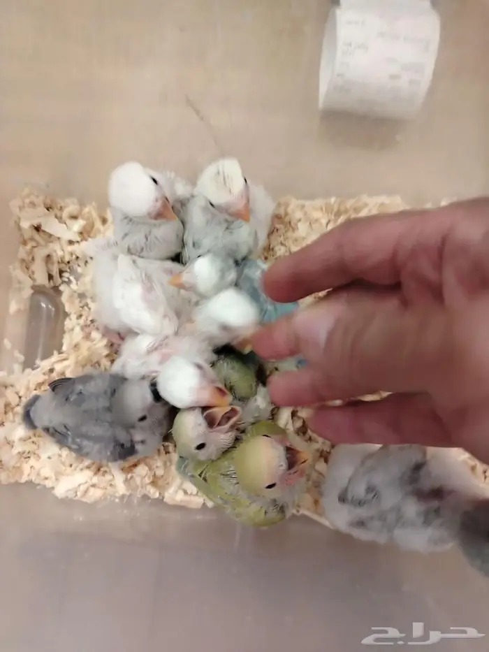 فروخ روز العدد مفتوح 0