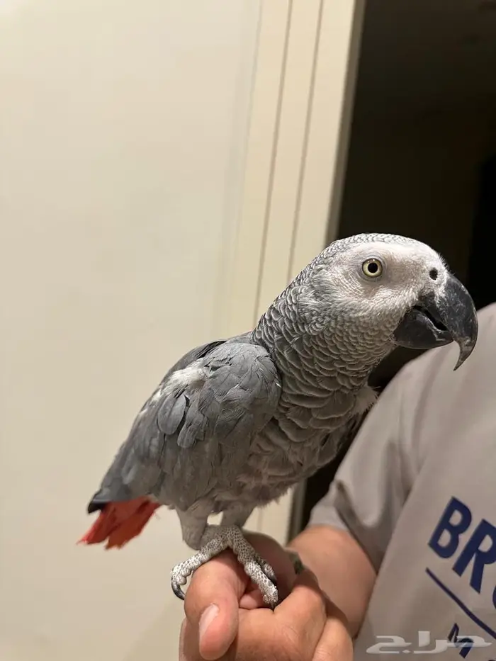 ببغاء أفريقي رمادي 2