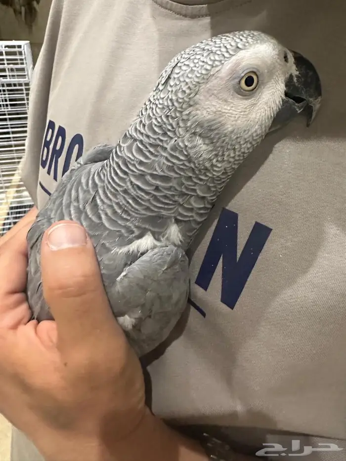 ببغاء أفريقي رمادي 1