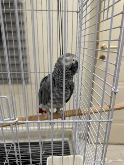 ببغاء أفريقي رمادي index