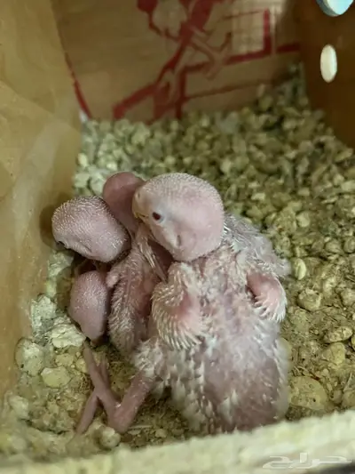 فراخة روز البينو index