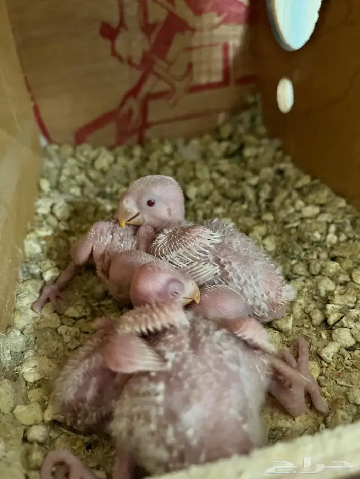 فراخة روز البينو 0