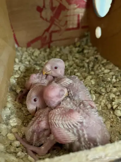 فراخة روز البينو index