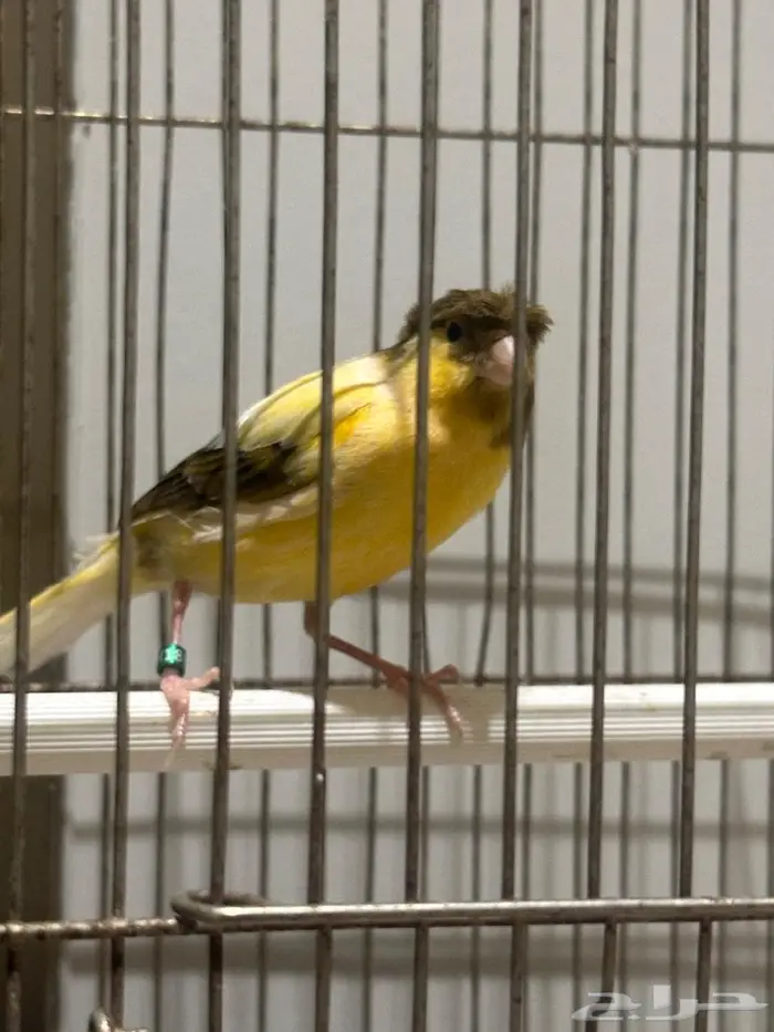 كناري ذكر سوري كرست 2