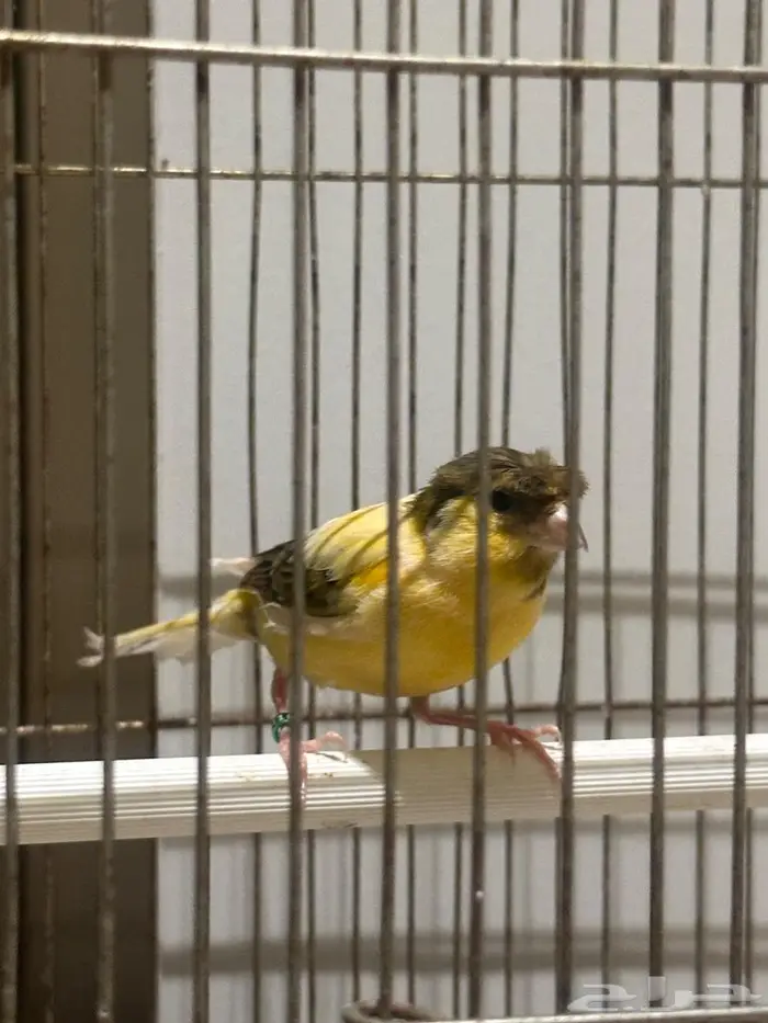 كناري ذكر سوري كرست 1