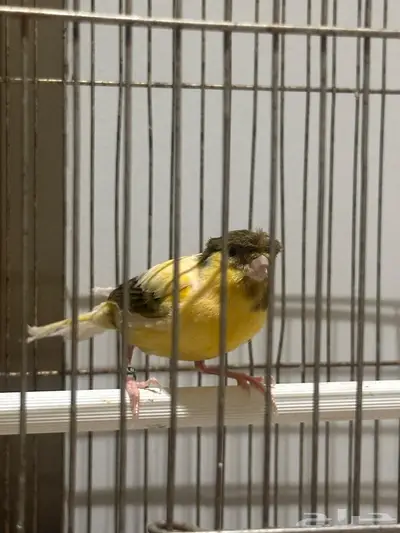 كناري ذكر سوري كرست index