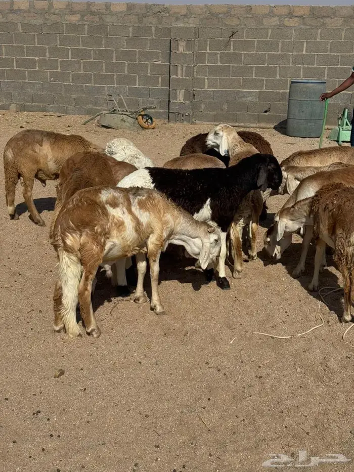 طليان سواكن مرابي مقفلة 0