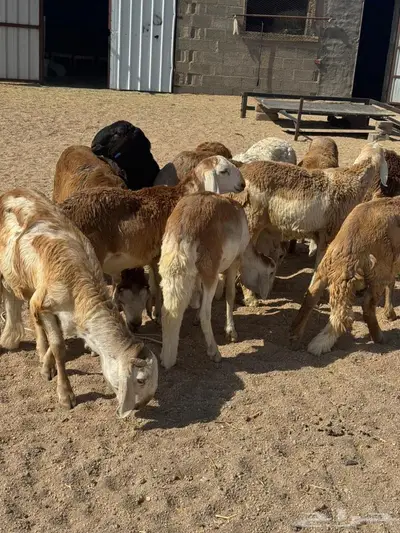 طليان سواكن مرابي مقفلة index