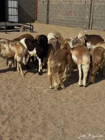 طليان سواكن مرابي مقفلة index