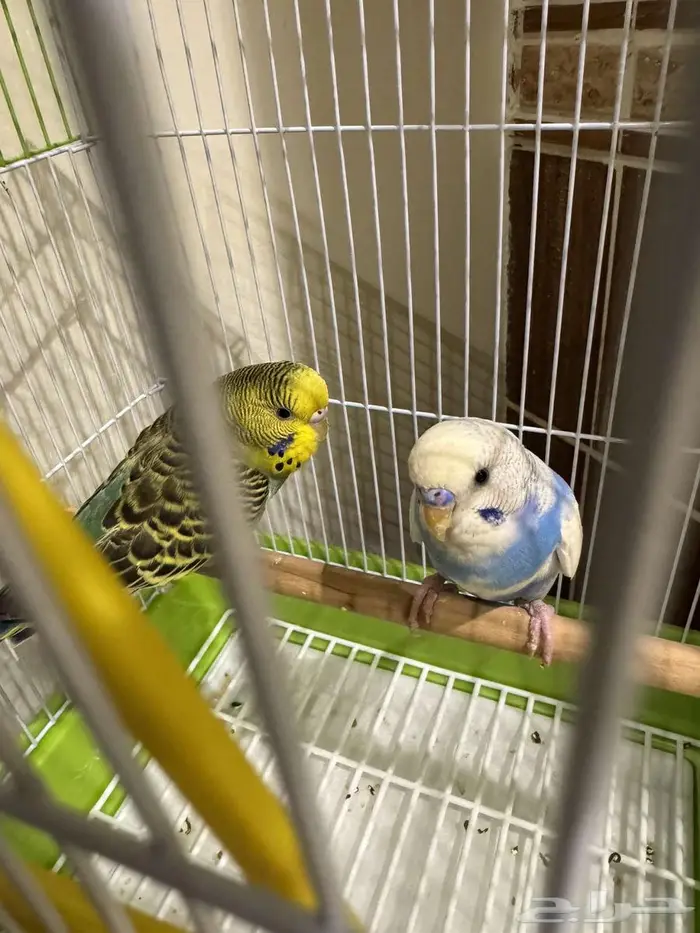 للبيع زوجين بغبغاء مع اغراضه كامله وجديدة 0