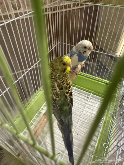 للبيع زوجين بغبغاء مع اغراضه كامله وجديدة index