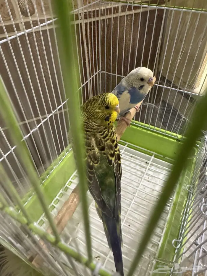 للبيع زوجين بغبغاء مع اغراضه كامله وجديدة 2