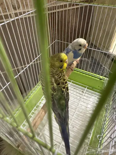 للبيع زوجين بغبغاء مع اغراضه كامله وجديدة index