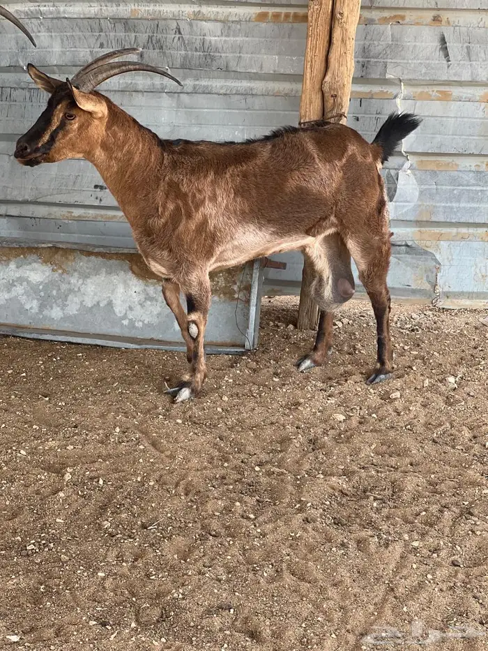 عنز لون الصيد مهجنه على ولد وعل 2