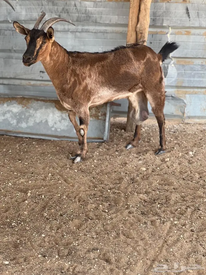 عنز لون الصيد مهجنه على ولد وعل 0