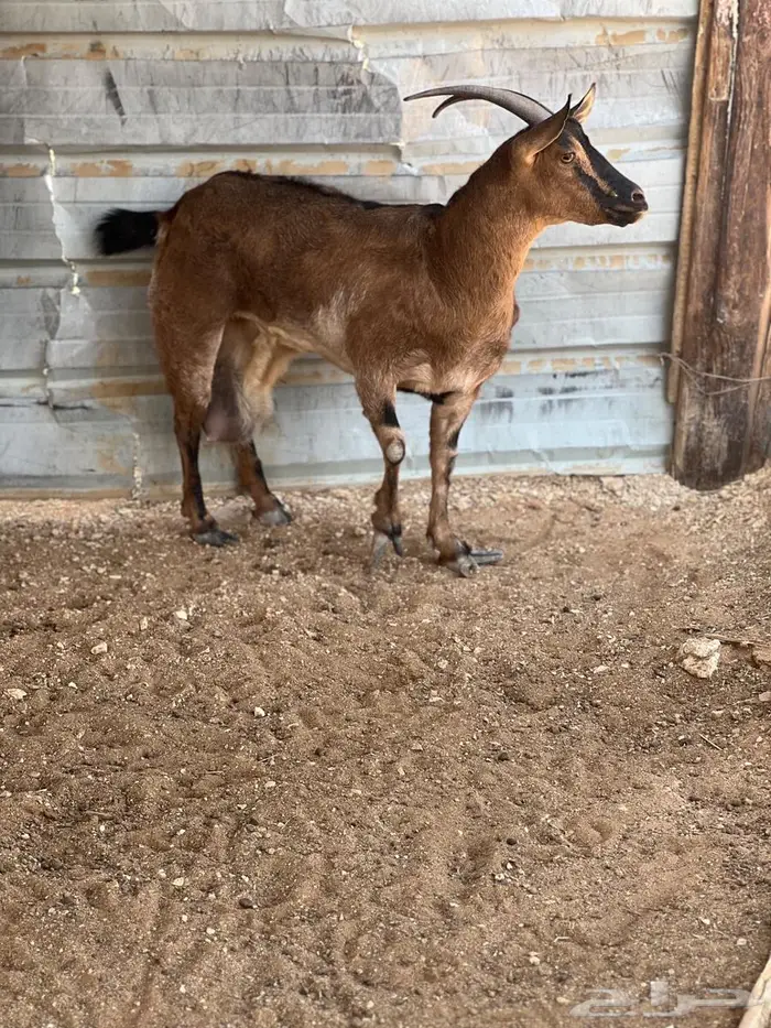 عنز لون الصيد مهجنه على ولد وعل 1