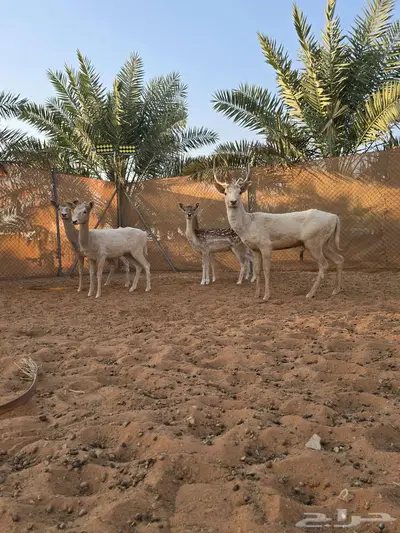 صنف مميز index