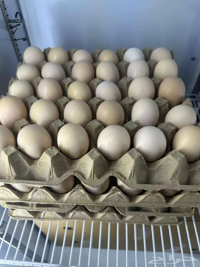 بيض بلدي طازج 1