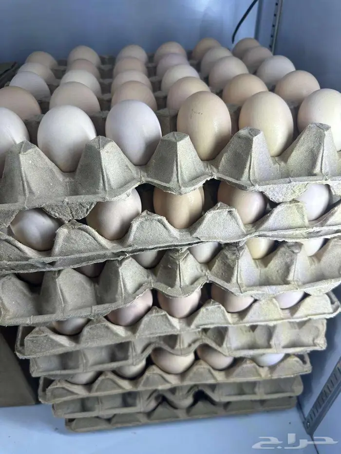 بيض بلدي طازج 0